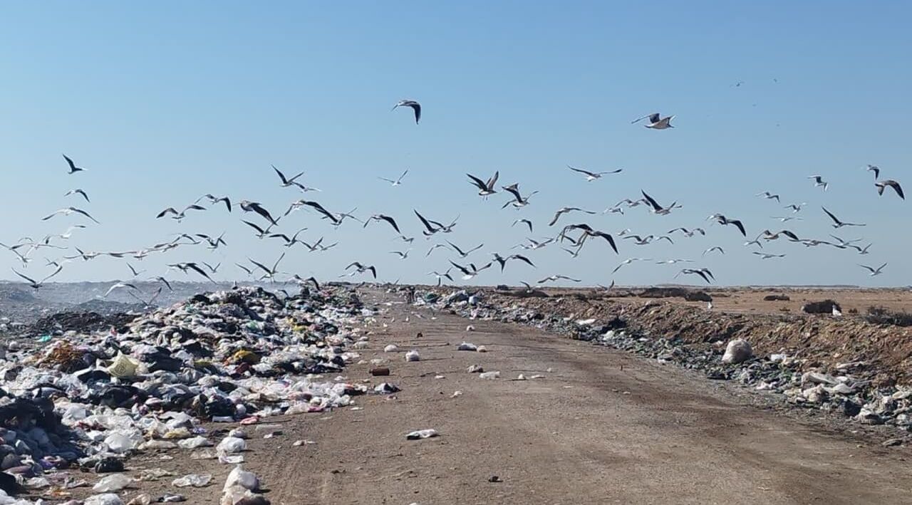 سایت پسماند دیلم مانع سرمایهگذاری ۱۵۰۰ هکتاری صنعت آبزیان است سایت پسماند دیلم مانع سرمایهگذاری ۱۵۰۰ هکتاری صنعت آبزیان است