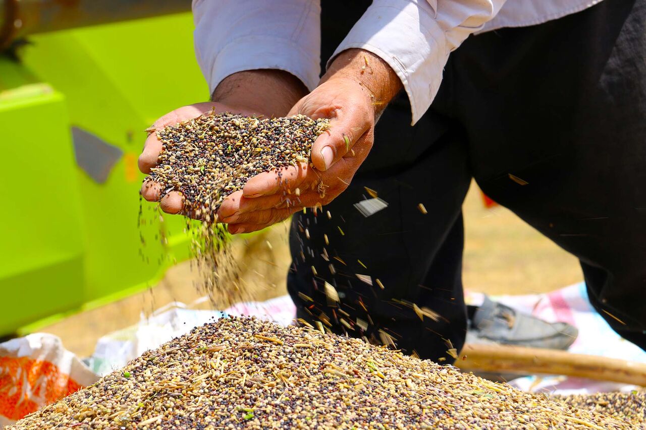 ۲۳ هزار تن کلزا در مازندران خرید تضمینی شد