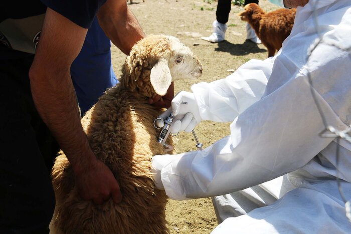تزریق دو میلیون دُز واکسن برای مقابله با بیماریهای دام در زنجان