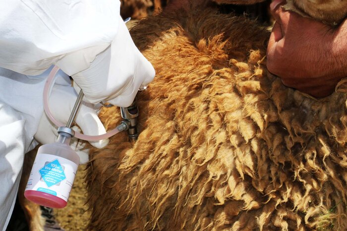 مصرف حدود ۲۰ میلیون دز واکسن برای پایش سلامت طیور زنجان