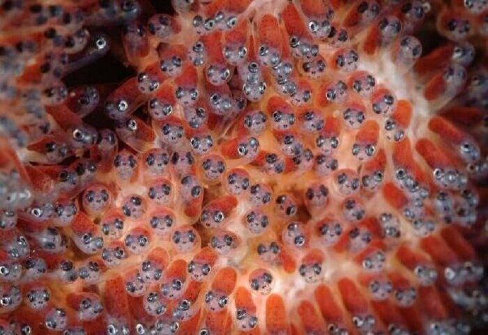 نهاوند با تولید سالانه ۳۰۰ میلیون قطعه ماهی  نیازمند حمایت است