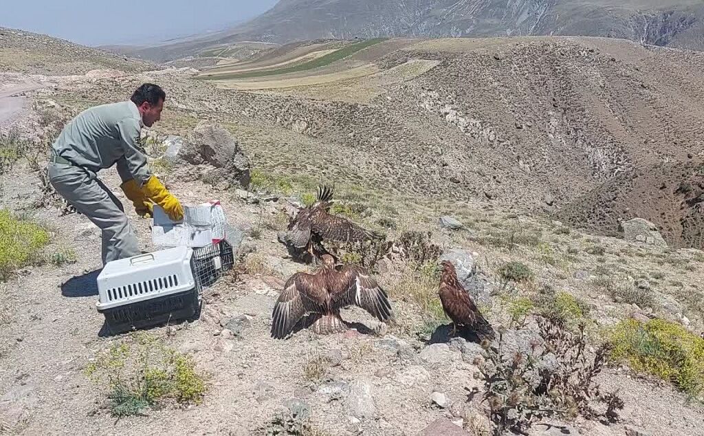 ایرنا