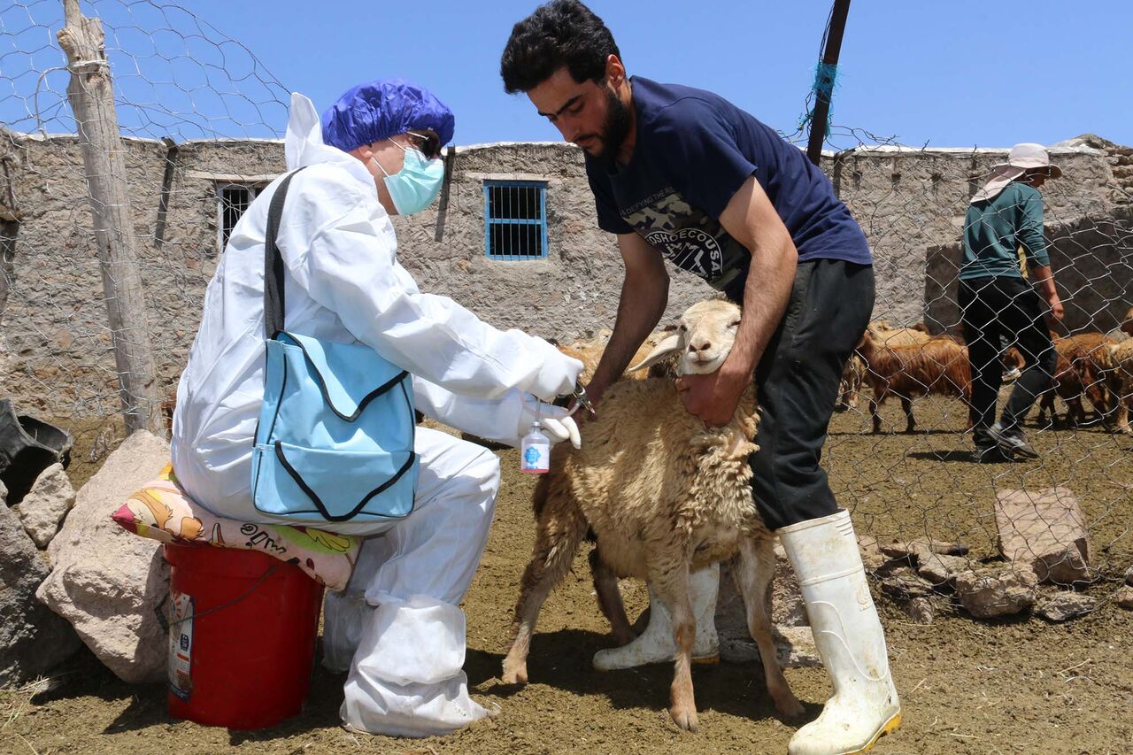 تزریق دو میلیون دُز واکسن برای مقابله با بیماریهای دام در زنجان تزریق دو میلیون دُز واکسن برای مقابله با بیماریهای دام در زنجان