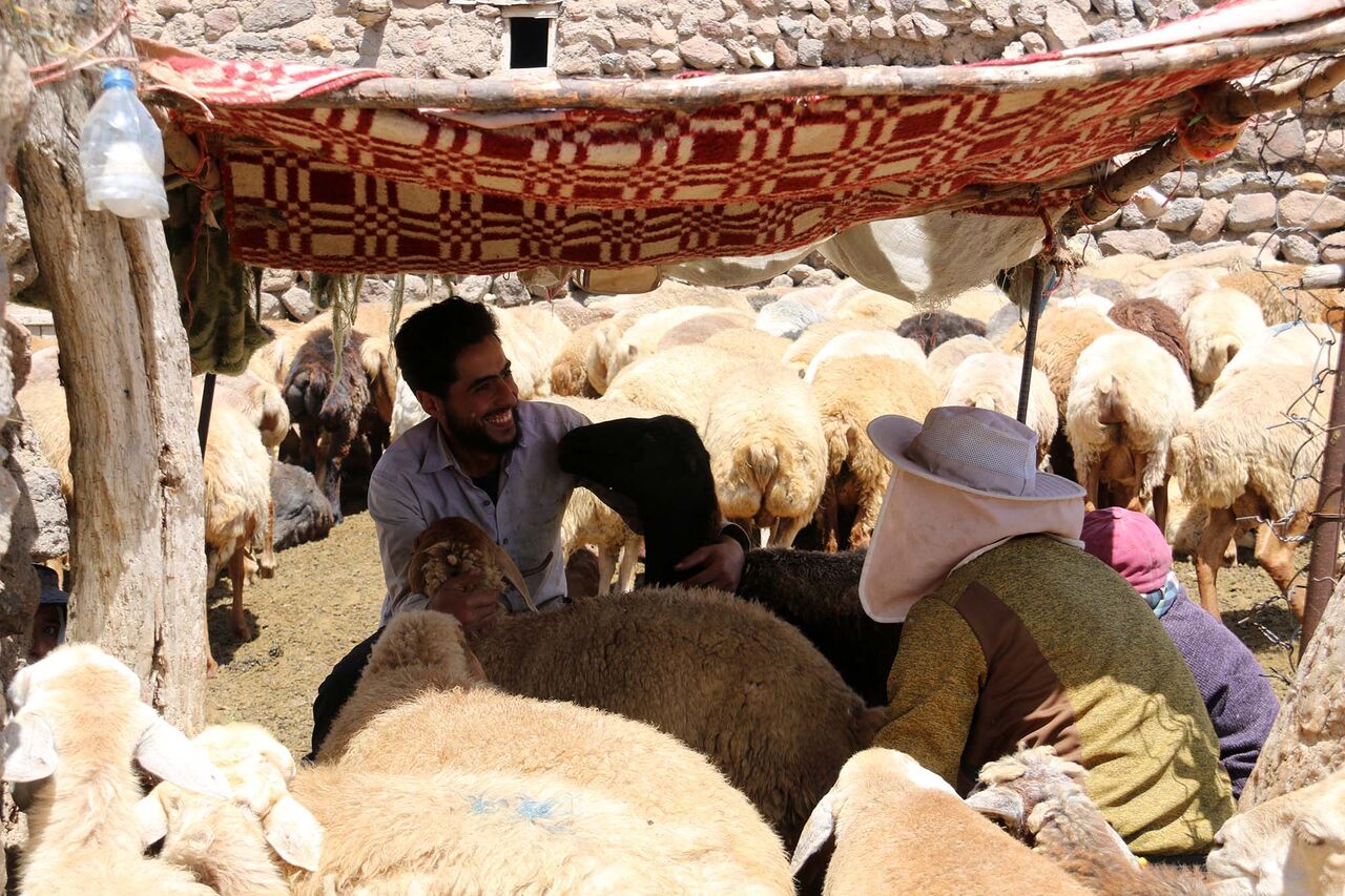 واکسیناسیون رایگان بیش از ۷۰۰ هزار راس دام در بوشهر