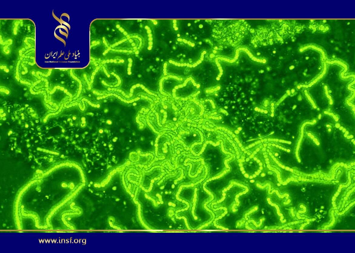 خواص دارویی نعنا دستمایه تحقیق جدید پژوهشگران ایرانی شد