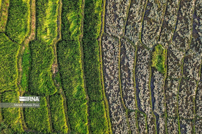رنجِ طلایی