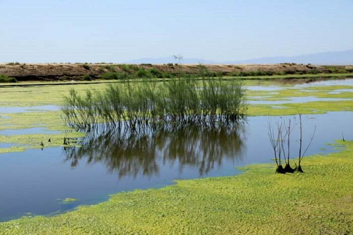 چرا در تابستان شاخص آلودگی تهران به ۴۰۰ رسیده؟