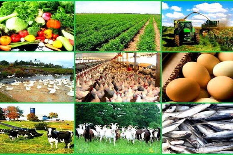 کشاورزی، دامداری و شیلات؛ مثلث طلایی تولید در سیستان و بلوچستان