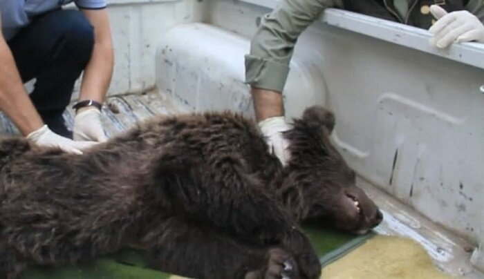 خرس قهوهای زخمی منطقه نشل آمل هنوز زنده است