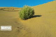 همکاری ایران و سازمان ملل؛ تمرکز بر بیابان‌زدایی و مقابله با گرد و غبار