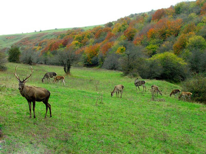 مدیرکل منابع طبیعی اردبیل: ۲۰ هزار میلیارد ریال برای طرح‌های آبخیزداری اختصاص می‌یابد