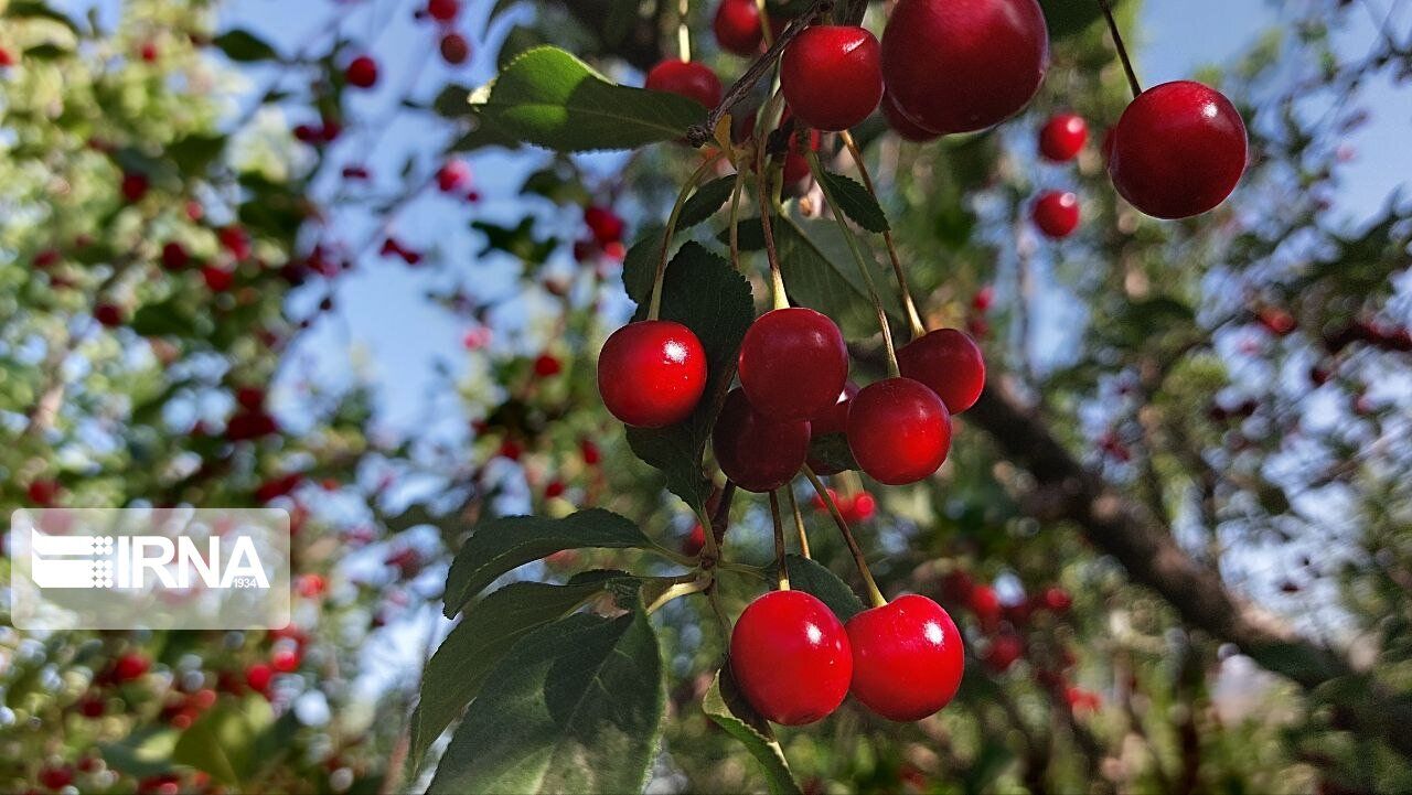 برداشت بیش از پنج هزار تُن آلبالو در ملایر