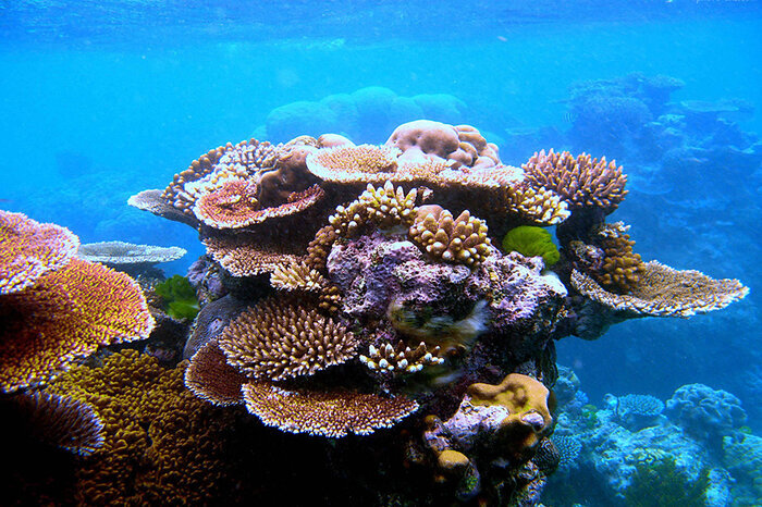 آبسنگهای مرجانی و تغییر اقلیم/غواصان بیشتر مراقب باشند