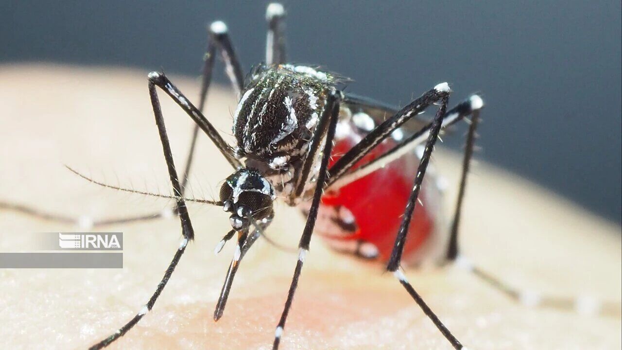 هشدار احتمال گسترش فعالیت پشه آئدس در جنوب کرمان