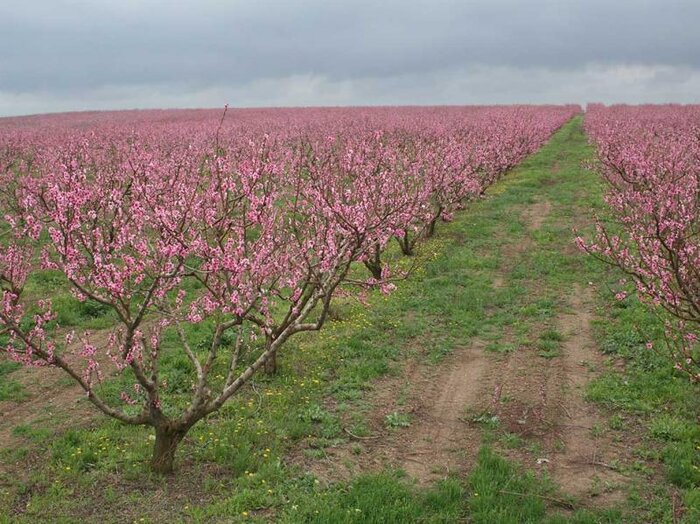 کشاورزی مدرن؛ فرصت سرمایهگذاری مطمئن در استان اردبیل