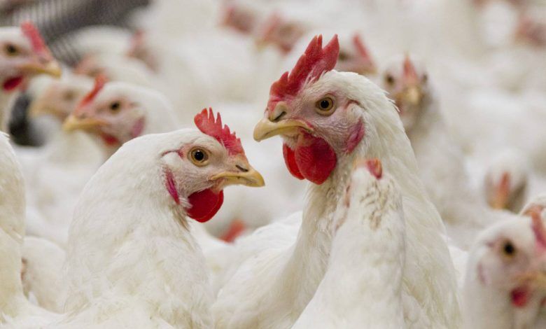 آرین؛ سلاح پدافندی برای تولید پایدار گوشت مرغ