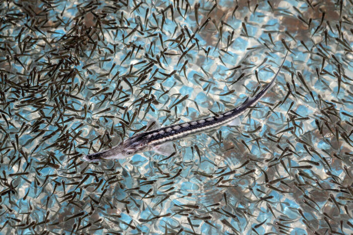 رونق صادرات خاویار از مازندران؛ ۲۸۸ کیلوگرم طی سه ماه