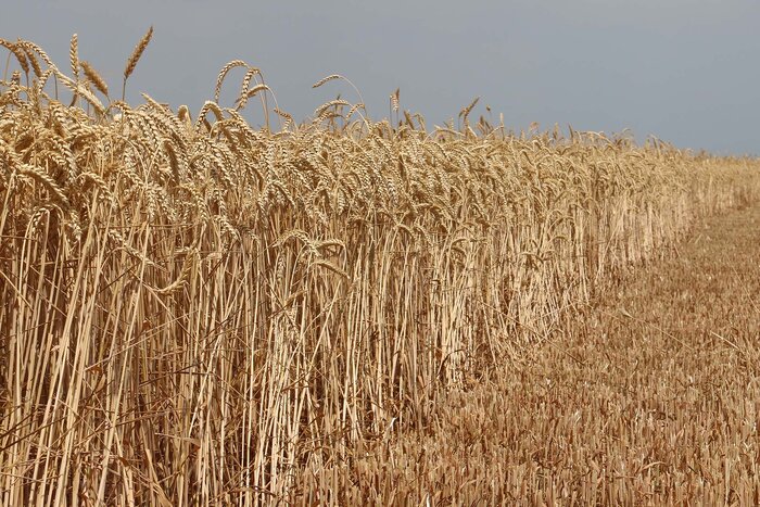 نایب رییس مجلس خواستار تسریع در تسویه مطالبات گندمکاران شد