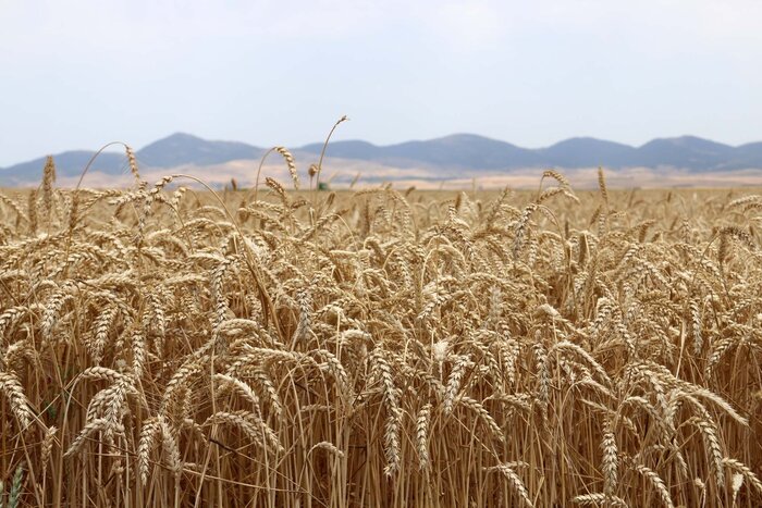 پرونده باز خرید تضمینی گندم در زنجان با بیش از ۳۳۱ هزار تن