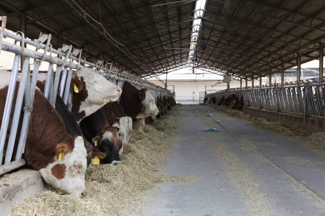 صادرات جنین گاوهای پربازده ایرانی به آفریقا و آسیای میانه آغاز شد