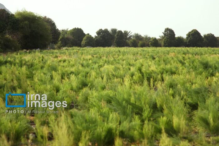رونق کشت «مارچوبه» در همدان؛ گیاهی کمآببَر و پرخاصیت