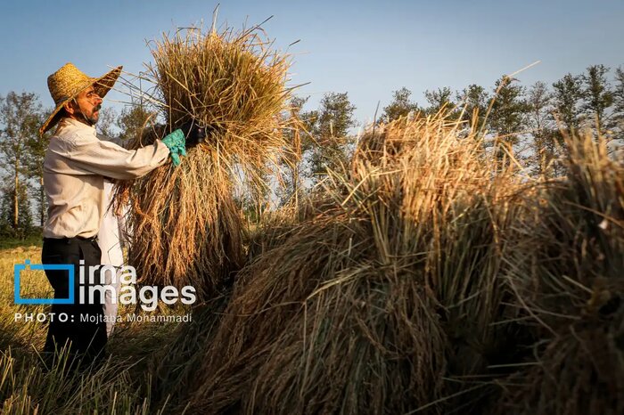 رنج برنجکاران گنجی در دست دلالان