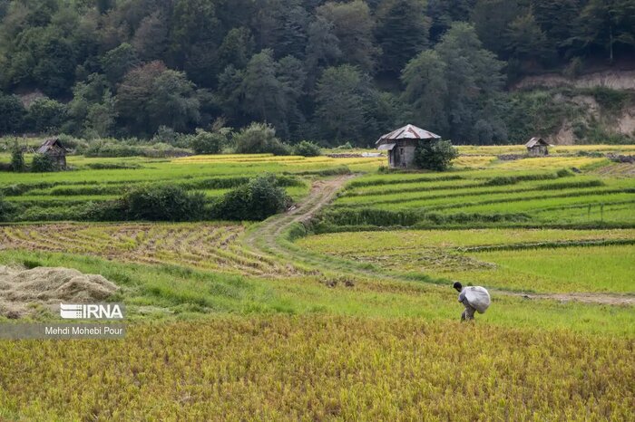 برنج ایرانی در انبار، بازار در انتظار تدبیر