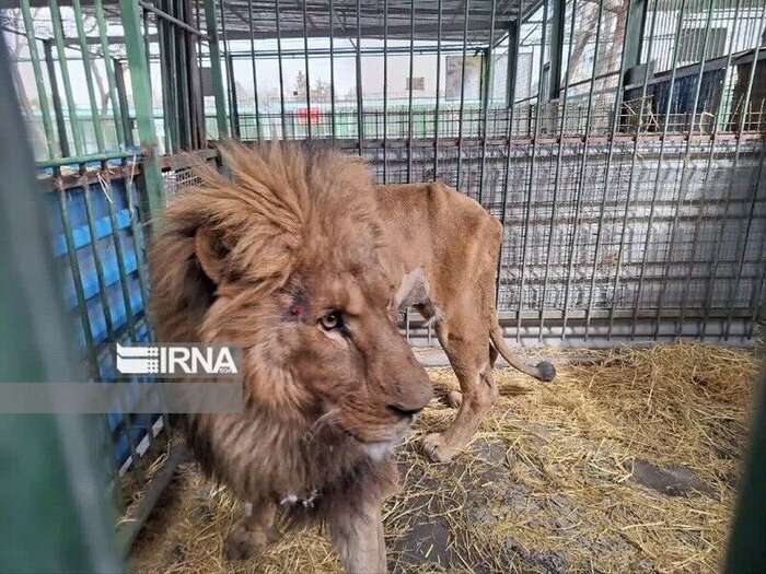 مجوز محیط زیستی فعالیت پارک حیاتوحش الیمالات تعلیق شد