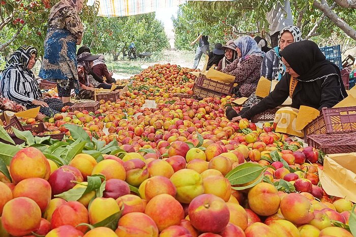 وسعت اراضی کشاورزی آذربایجان شرقی به ۱.۵ میلیون هکتار رسید