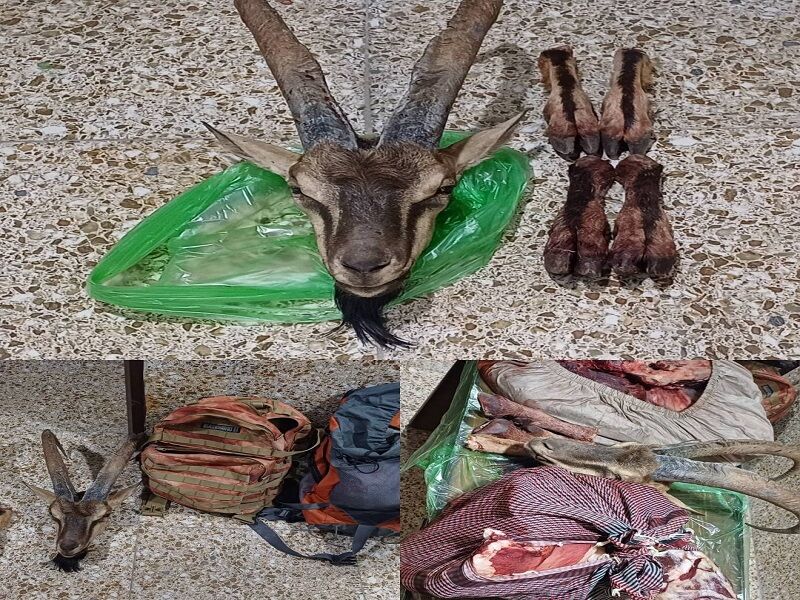 لاشه سه رأس آهو در پناهگاه حیات وحش شیراحمد سبزوار کشف شد