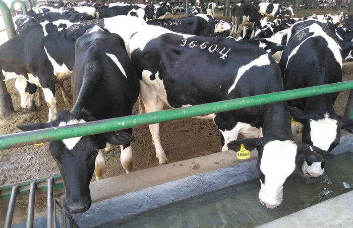 بوی نامطبوع بهارستان منشأ سمی و شیمیایی ندارد