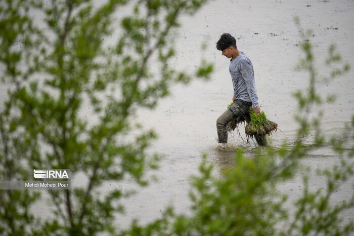 مجلس پای کار کشاورزی مازندران؛ لزوم مدیریت و زمانبندی واردات برنج