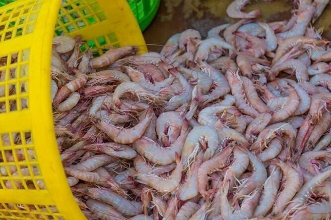 ظرفیت‌های نهفته در سواحل مکران؛ از پرورش میگو تا صادرات ماهی