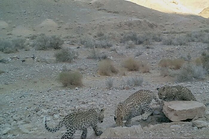 مشاهده ۲ قلاده پلنگ در فیروزکوه