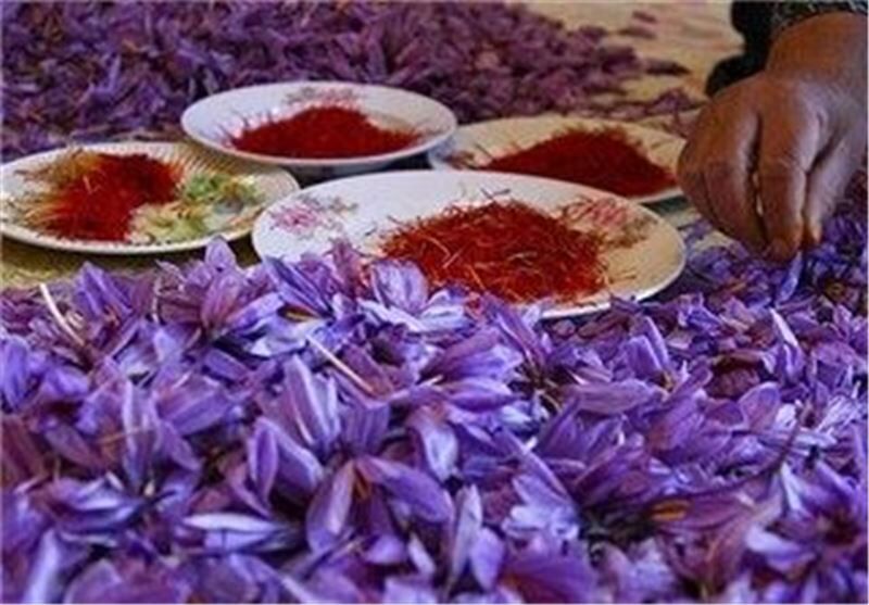 یافتههای جدید پژوهشگران دانشگاه تهران در مورد زعفران