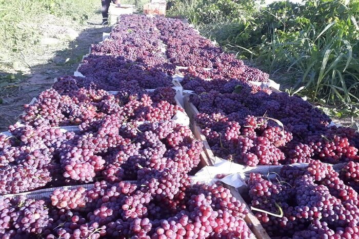 کرمانشاه قطب انگور یاقوتی کشور؛ ۴۲ هزار تن محصول روانه بازار مصرف شد