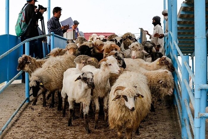 کاهش چشمگیر بیماری‌های واگیر دامی در سیستان و بلوچستان