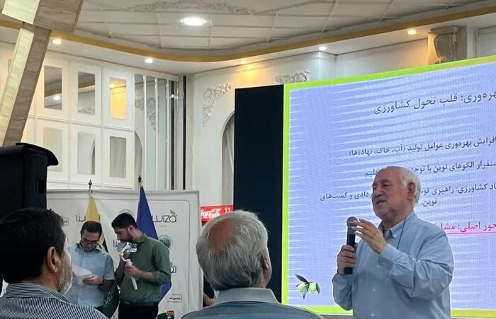 گلستان، بهشت زیتون ایران؛ تولید و درآمد در مسیر رشد