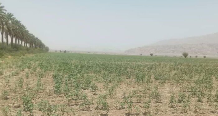 کشت «پنبه بذری» وارداتی برای نخستین‌بار در شمال هرمزگان