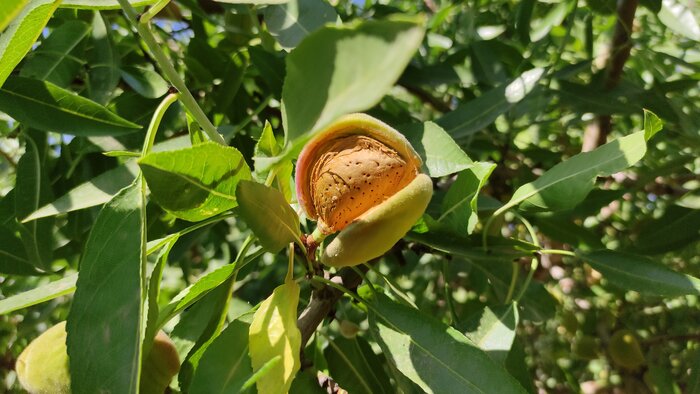 باغ‌های جهانی استهبان در محنت خشکسالی