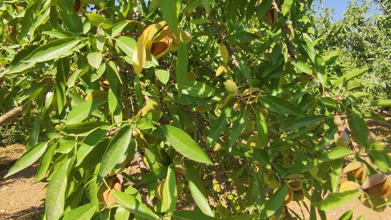 عطر بادام در باغات چهارمحال وبختیاری پیچید؛ آغاز برداشت محصول