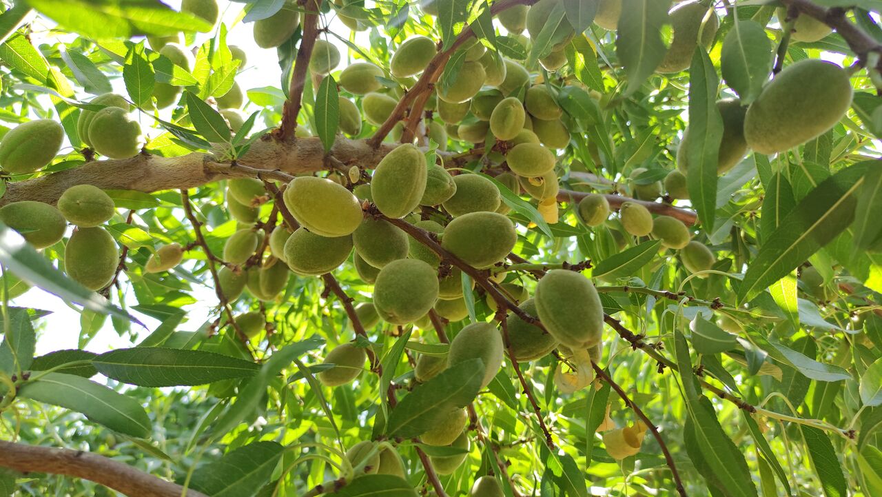 ۶۵ رقم امیدبخش بادام در چهارمحال و بختیاری وارد مرحله باردهی