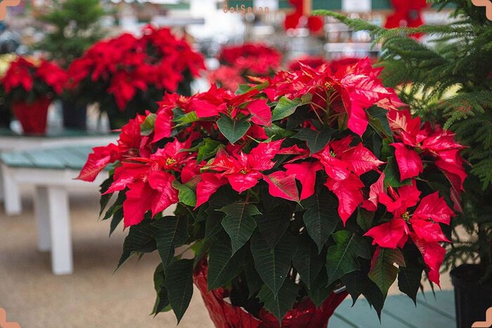 بِنت قُنسول، گیاه آپارتمانی زیبا برای تمام فصول زندگی