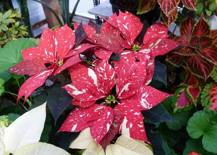 بِنت قُنسول، گیاه آپارتمانی زیبا برای تمام فصول زندگی