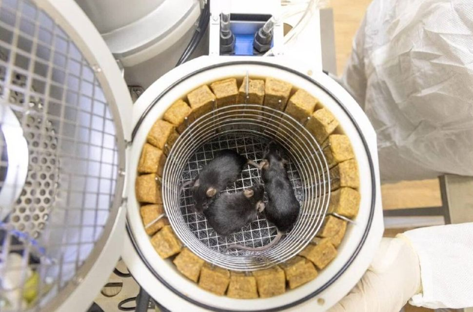 روسیه کشتی نوح را با ۷۵ موش به فضا میفرستد