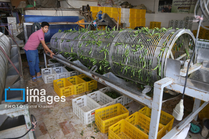 ۲۹۰ پروانه بهره‌برداری صنایع تبدیلی کشاورزی در اردبیل صادر شد