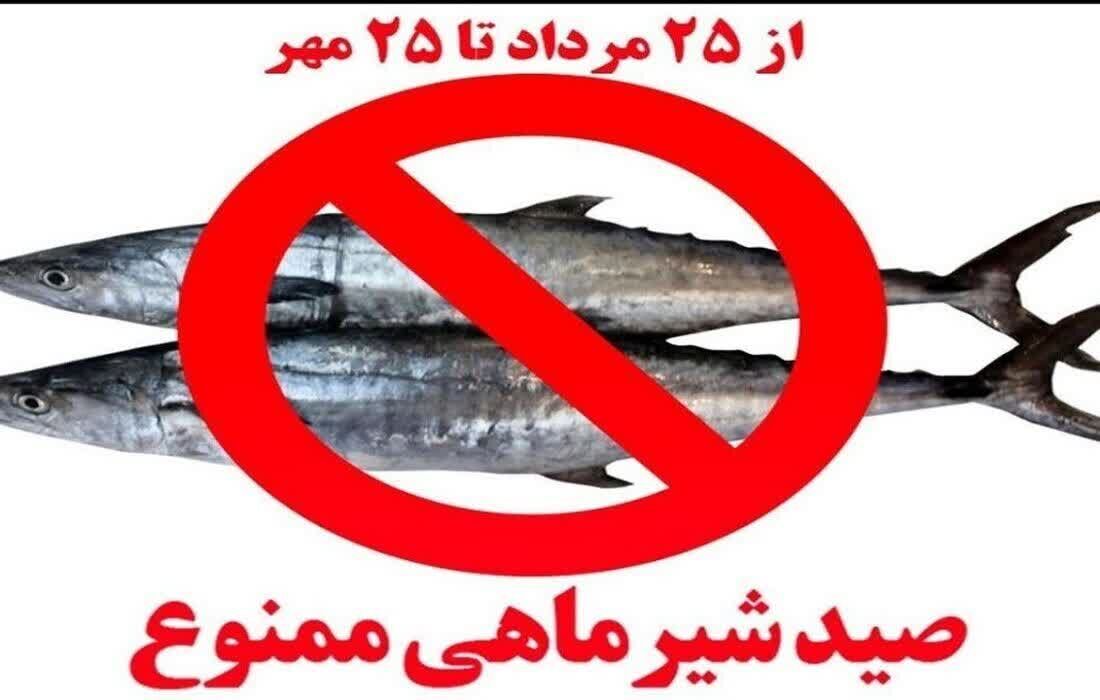 صید ماهی شیر در استان بوشهر ممنوع شد صید ماهی شیر در استان بوشهر ممنوع شد