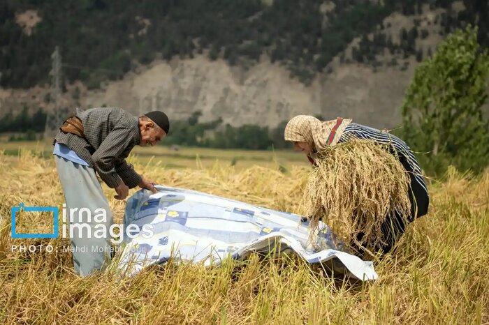 استاندار: بهره‌گیری از آب بندان‌ها امنیت کشاورزی گیلان را تامین می‌کند