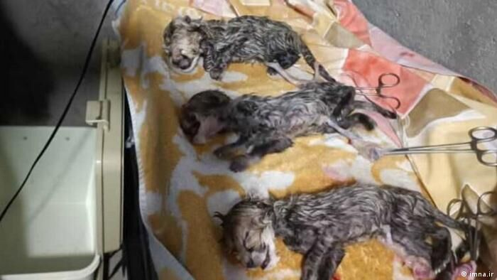 یوزهای ایرانی به خط پایان نزدیک شدند/ دستگاهها کمک کنند