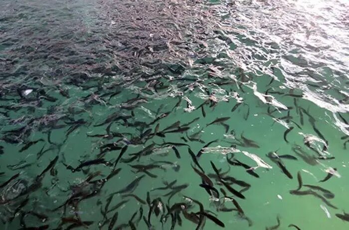 ۱۰ طرح شیلاتی گیلان در مدار تولید قرار گرفت